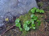 Dolichorrhiza renifolia. Цветущее растение. Карачаево-Черкесия, окр. г. Теберда, долина р. Улу-Муруджу. 28.07.2014.