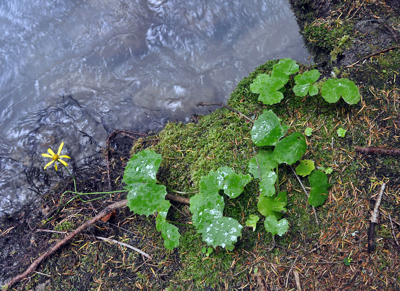 Изображение особи Dolichorrhiza renifolia.