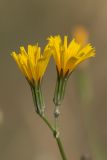 Chondrilla latifolia