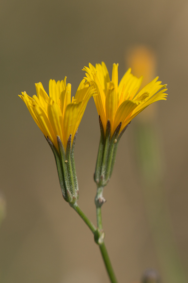 Image of Chondrilla latifolia specimen.