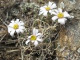 Arctogeron gramineum