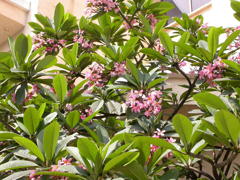 Image of Plumeria rubra specimen.