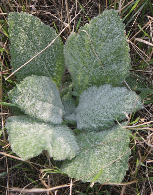 Image of Salvia aethiopis specimen.