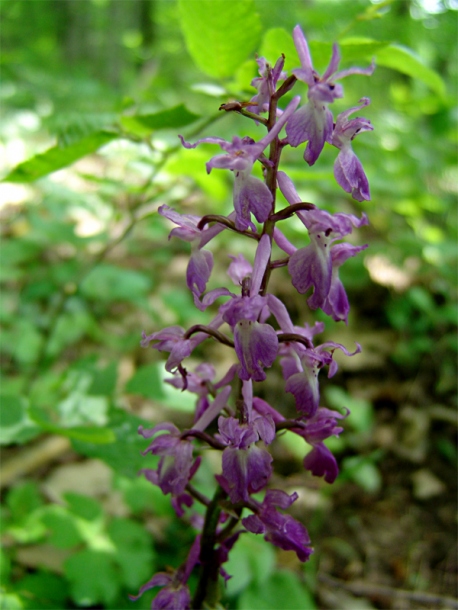 Изображение особи Orchis mascula.