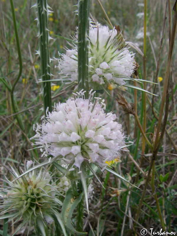 Изображение особи Dipsacus laciniatus.