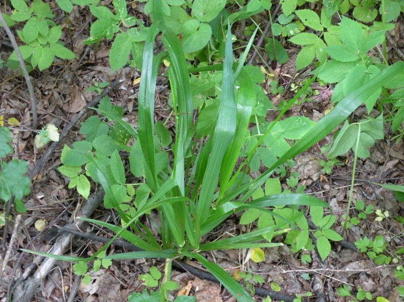 Image of Festuca gigantea specimen.