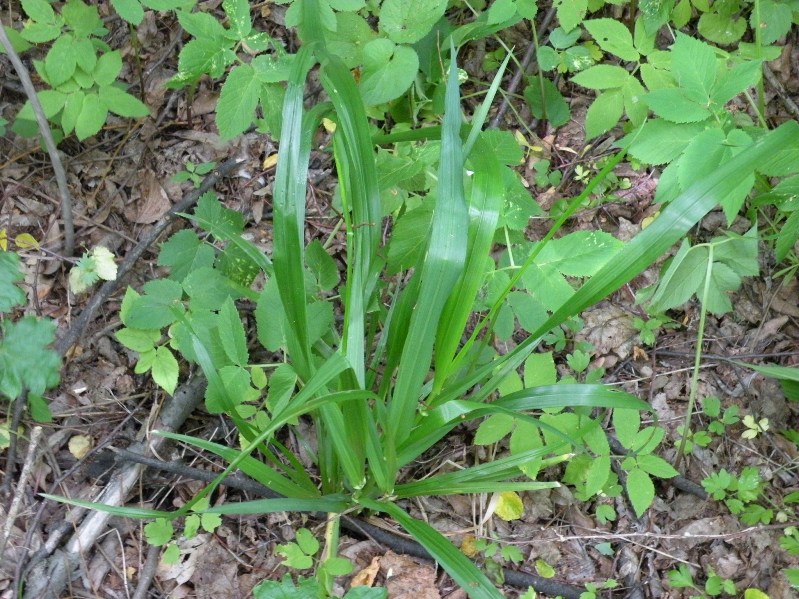 Изображение особи Festuca gigantea.