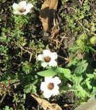 Hibiscus trionum