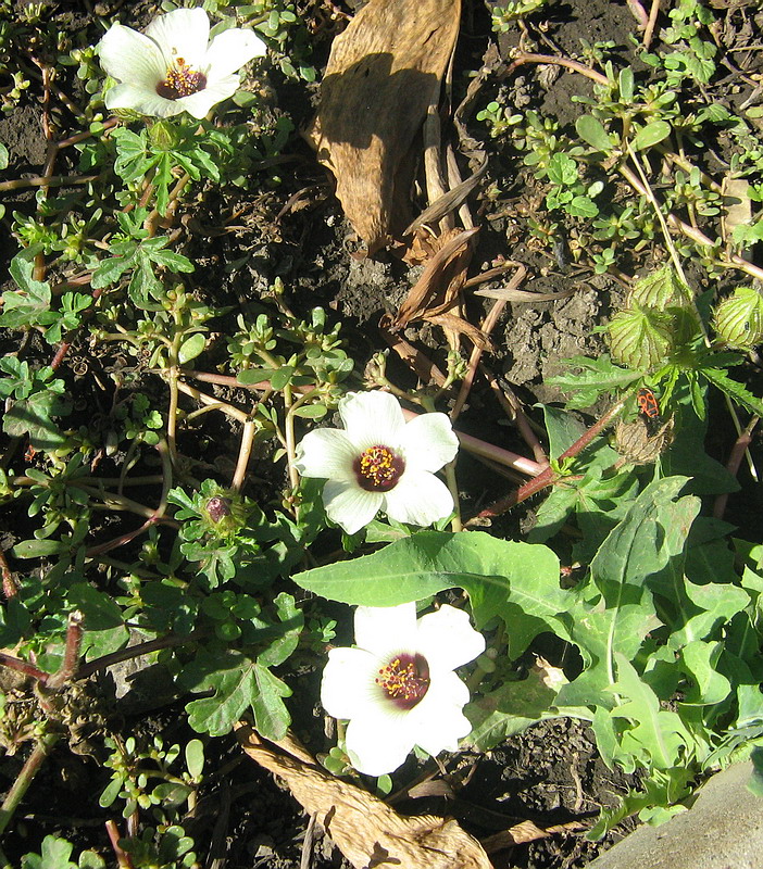 Image of Hibiscus trionum specimen.