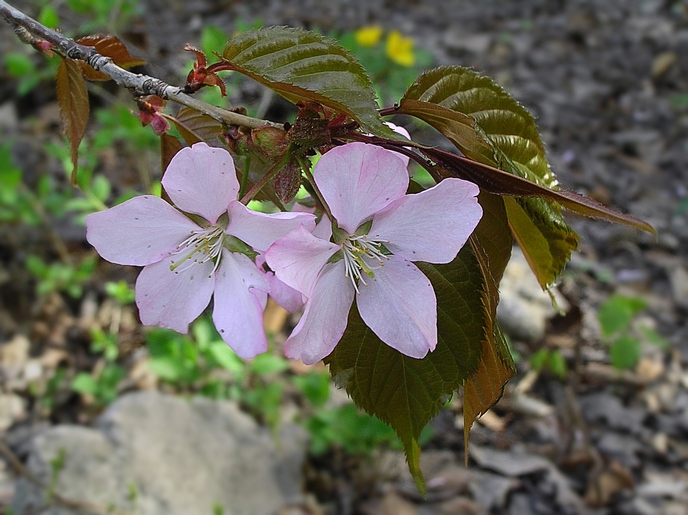 Изображение особи Cerasus sachalinensis.