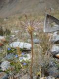 Pulsatilla campanella