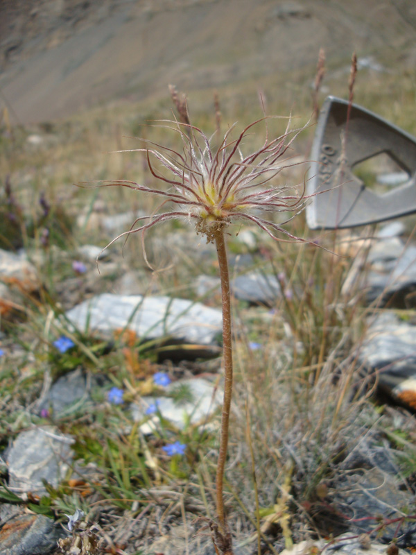 Изображение особи Pulsatilla campanella.