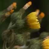 Sonchus palustris. Корзинки верхушечного соцветия. Украина, г. Киев, берег Святошинского озера. 21 июля 2015 г.