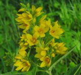 Lysimachia vulgaris. Соцветие. Татарстан, Нижнекамский р-н, остров Сокольский. 01.07.2014.