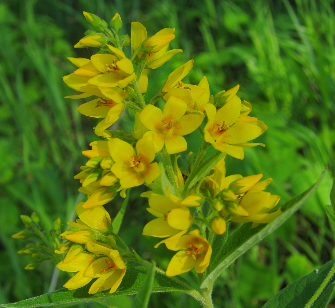 Изображение особи Lysimachia vulgaris.