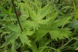 Aconitum septentrionale