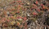 Ephedra monosperma