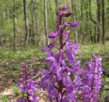 Orchis mascula. Верхушка соцветия. Краснодарский край, м/о г. Геленджик, хр. Коцехур, гора Шахан, дубово-буково-грабовый лес. 18.04.2015.