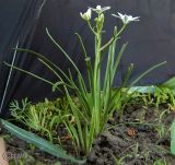 Ornithogalum kochii