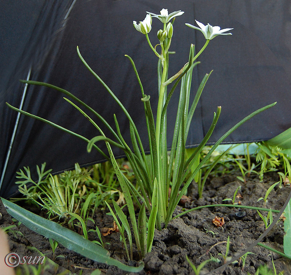 Image of Ornithogalum kochii specimen.