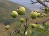 Pyrus caucasica