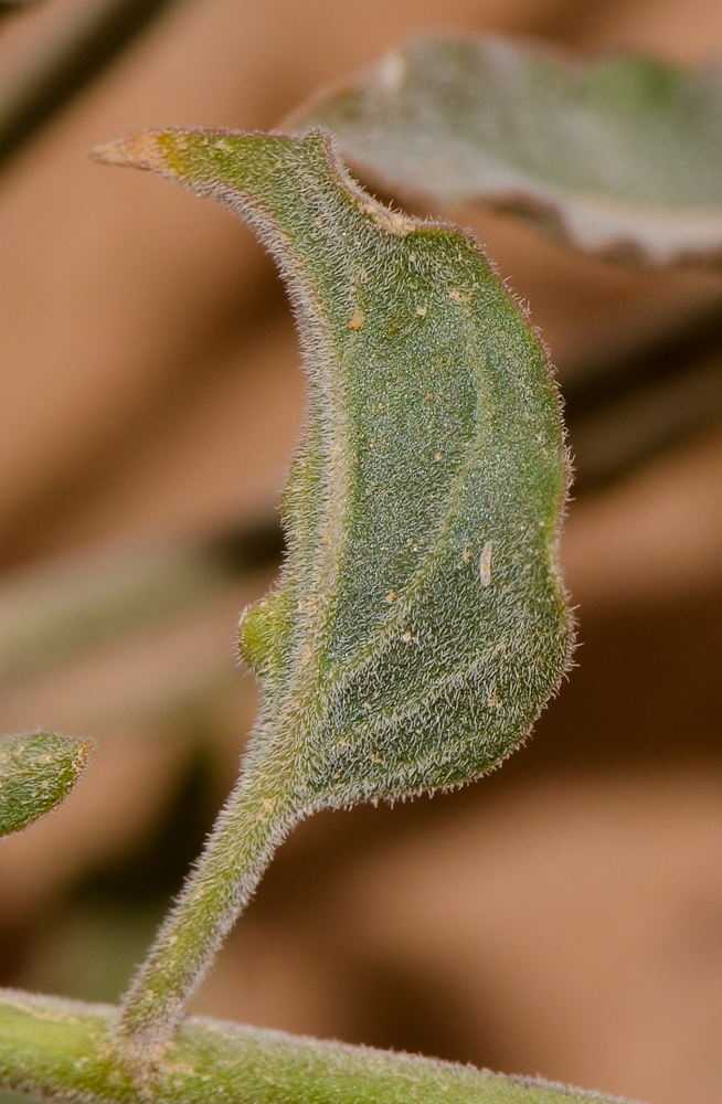 Image of Glossonema boveanum specimen.
