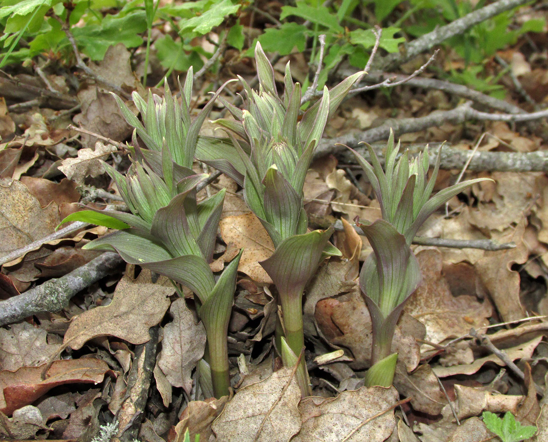 Image of Epipactis krymmontana specimen.