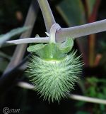 Datura wrightii