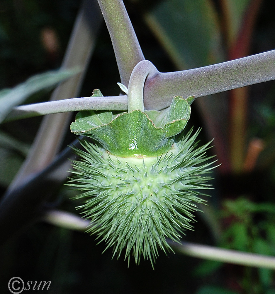 Image of Datura wrightii specimen.