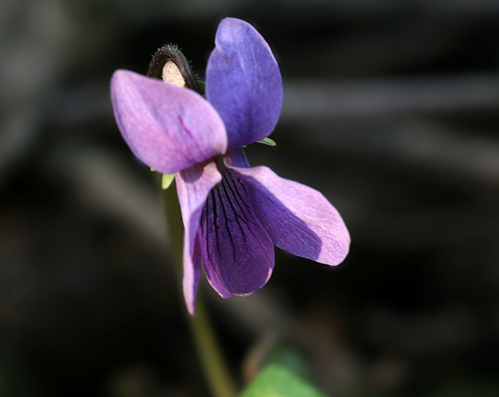 Изображение особи Viola epipsila.