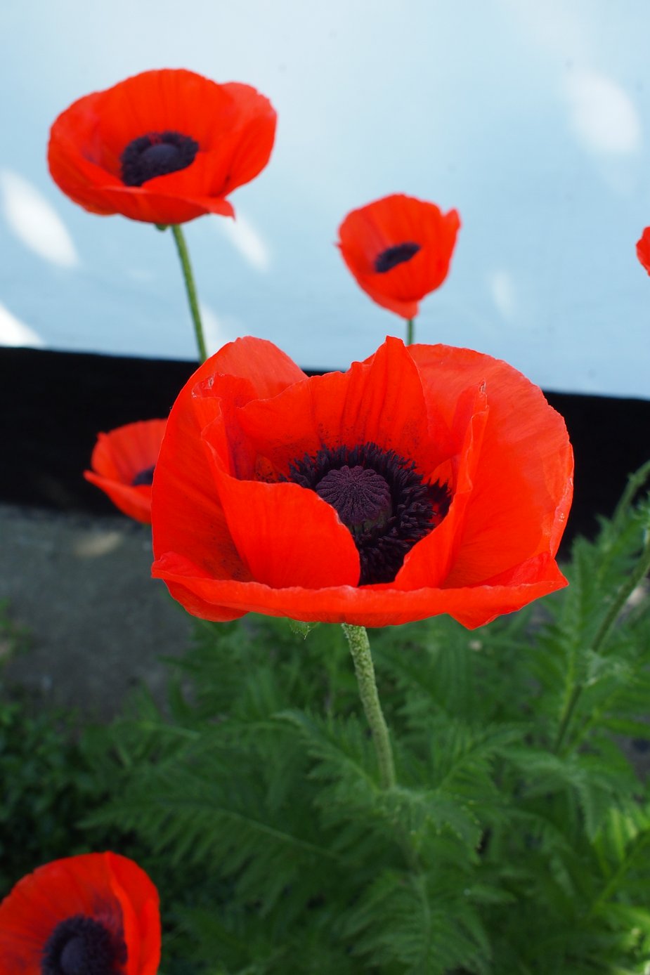 Image of Papaver setiferum specimen.