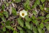 Dryas octopetala подвид subincisa. Цветущие растения. Свердловская обл., Карпинский городской округ, гора Серебрянский Камень, зона горной тундры на выс. 1100-1280 м н.у.м. 18.07.2015.