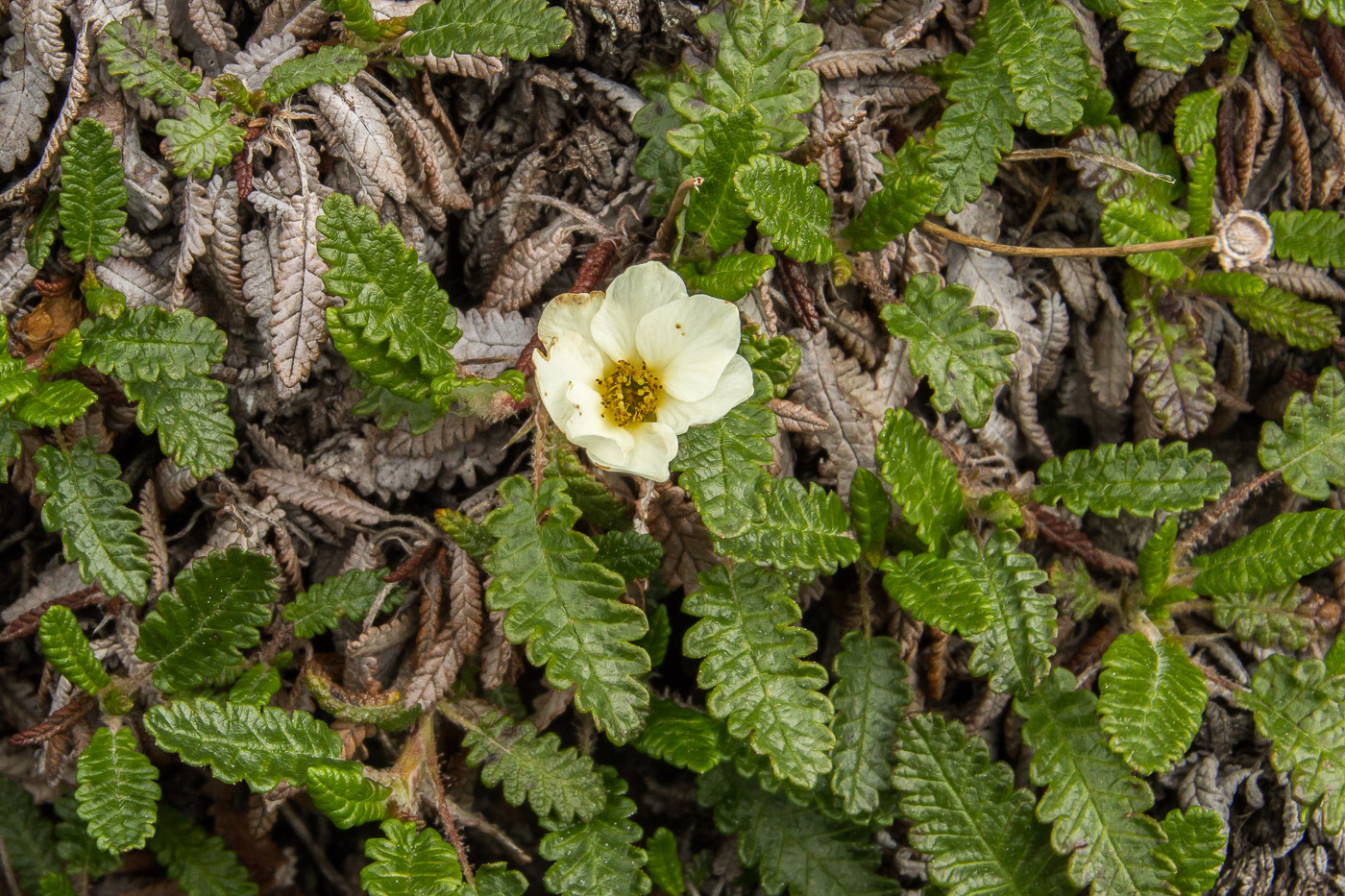 Image of Dryas octopetala ssp. subincisa specimen.