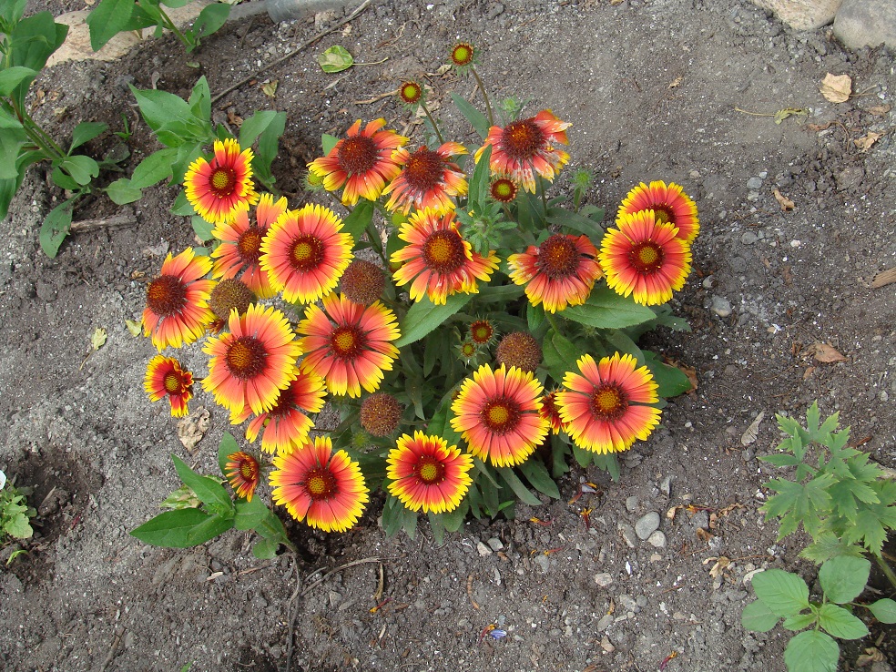 Изображение особи род Gaillardia.