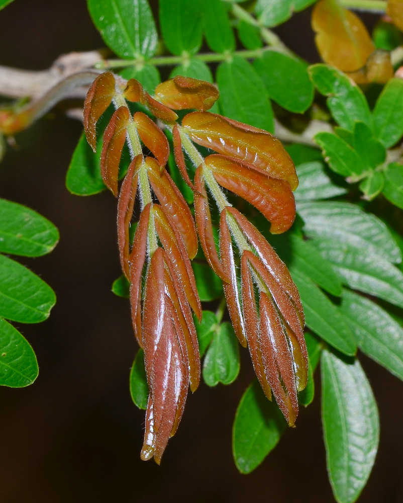 Image of Calliandra haematocephala specimen.