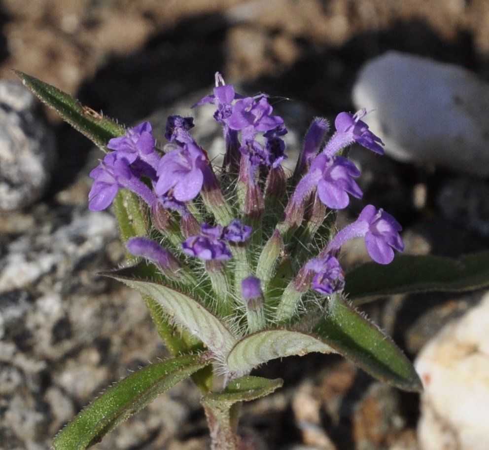 Изображение особи Ziziphora capitata.