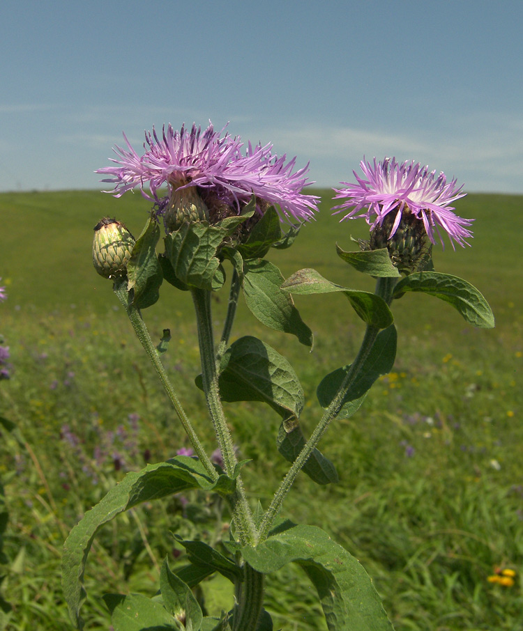 Изображение особи Centaurea alutacea.