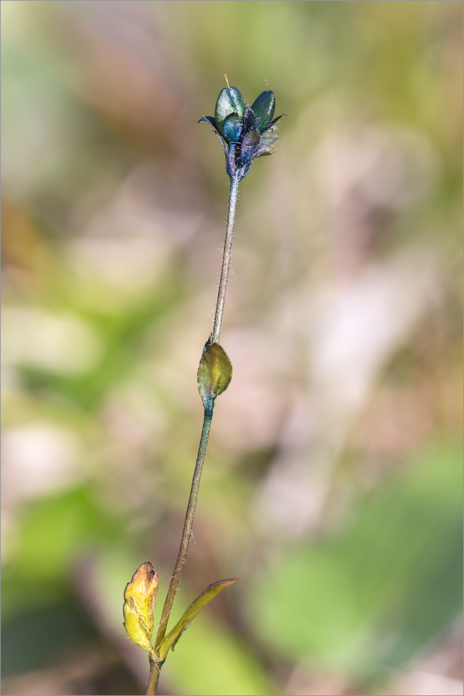 Image of Veronica alpina specimen.