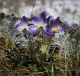 Pulsatilla patens. Цветущие растения. Пермский край, Лысьвенский р-н, долина р. Чусовой, на вершине камня Дужной. 02.05.2015.