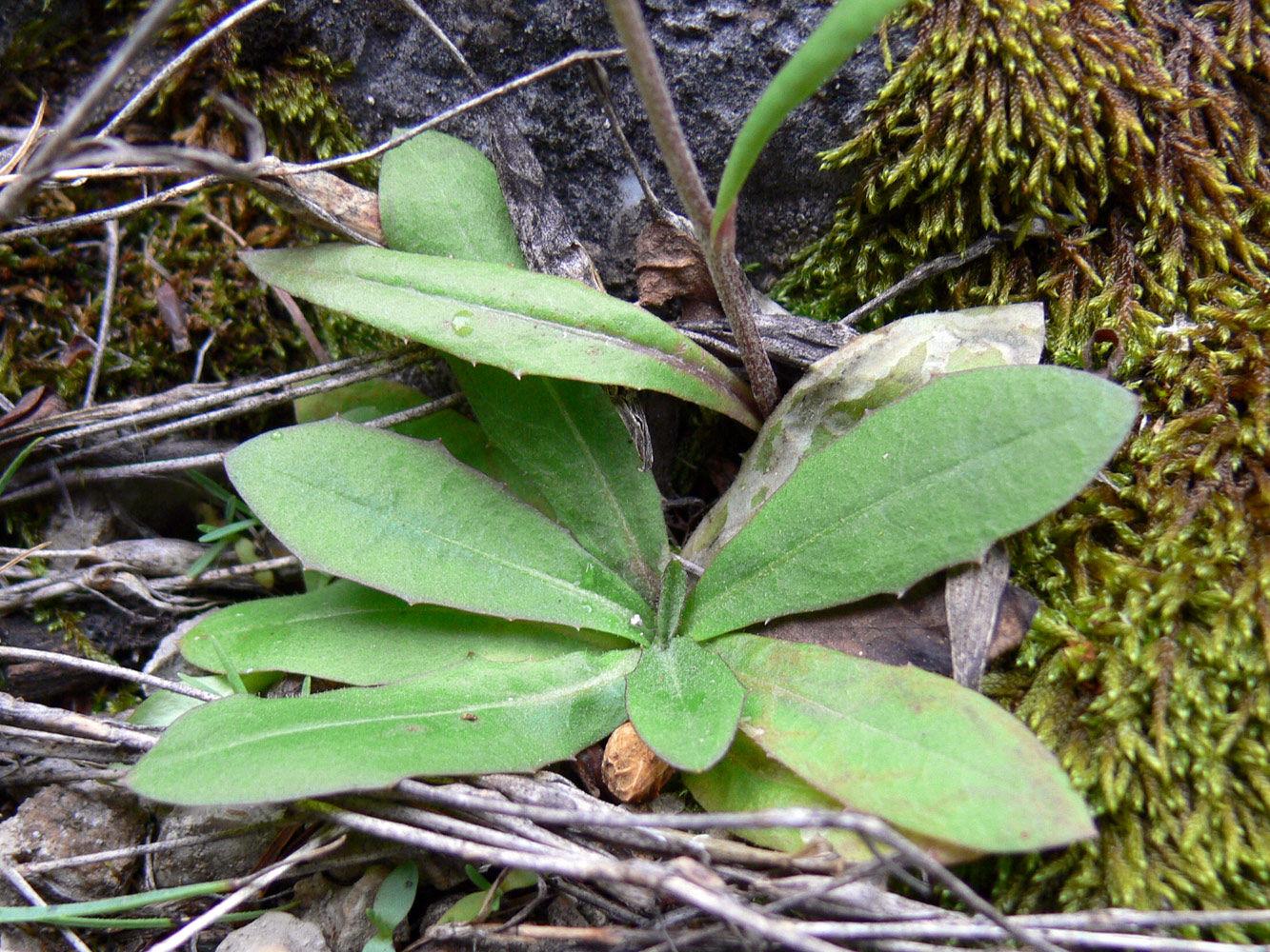 Image of Crepis tectorum specimen.