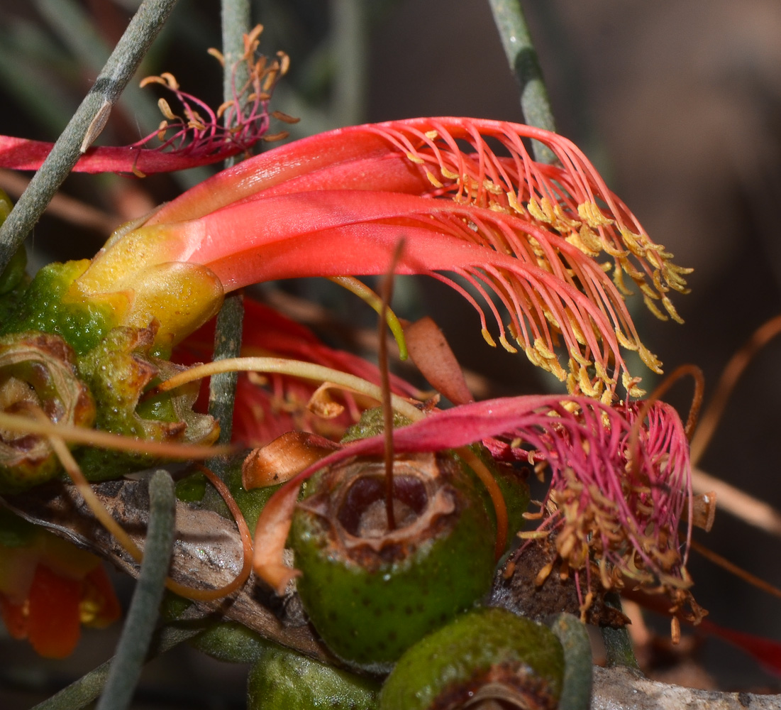 Image of Calothamnus gilesii specimen.