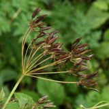 Chaerophyllum aromaticum. Соплодие с вызревшими плодами. Калужская обл., ст. Думиничи, используемый под выпас суходольный луг. 23.08.2009.