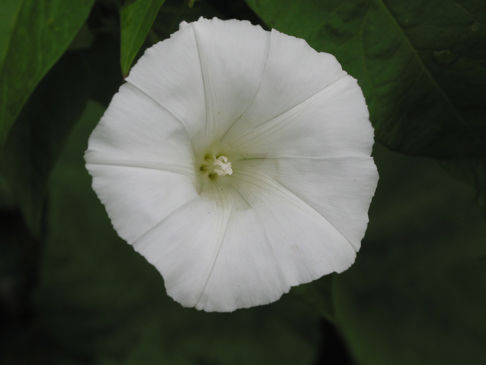 Изображение особи Calystegia sepium.