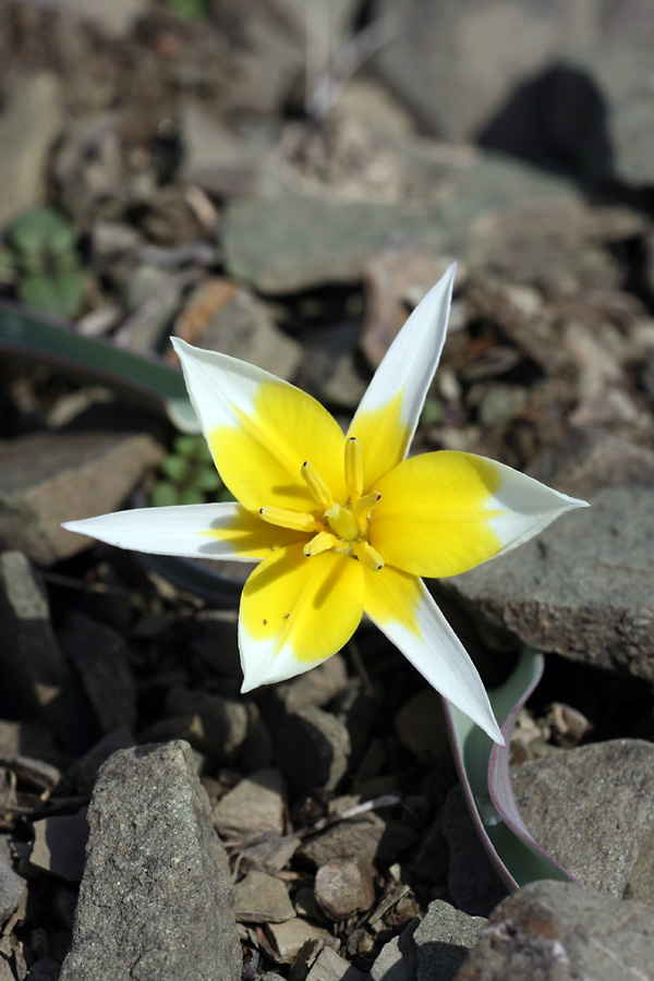 Image of Tulipa orthopoda specimen.