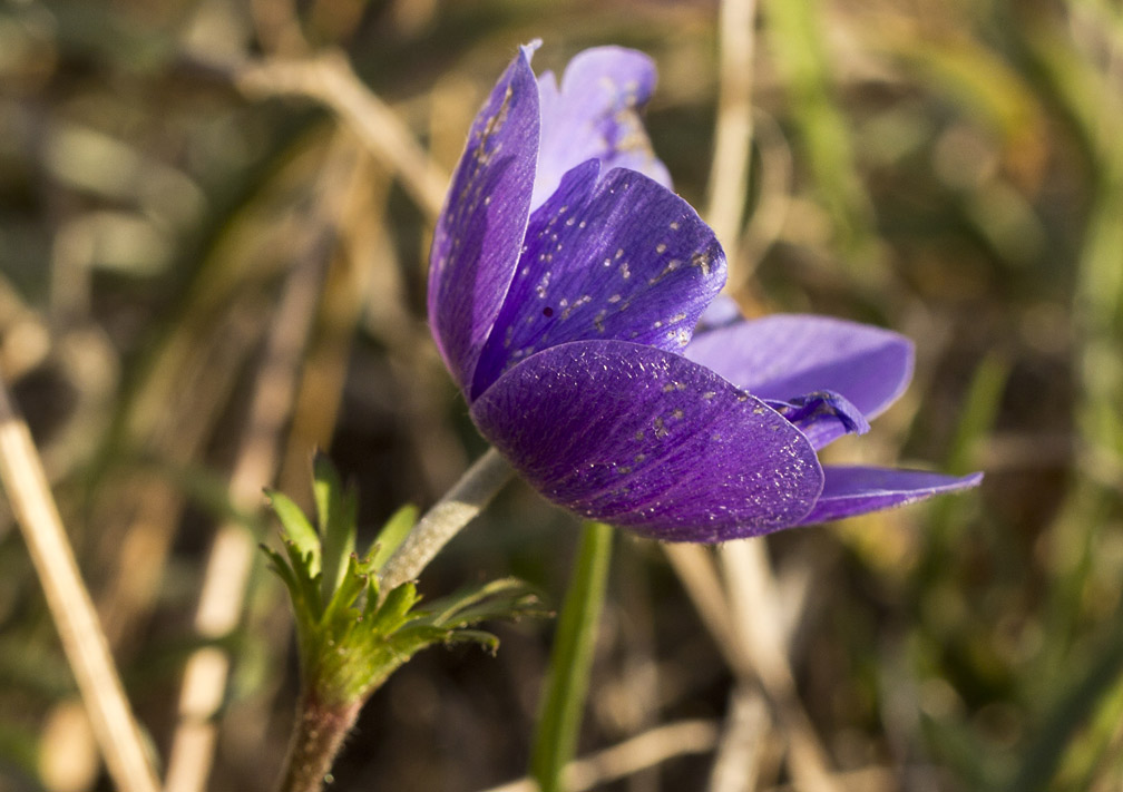 Изображение особи Anemone coronaria.