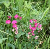 Lathyrus tuberosus