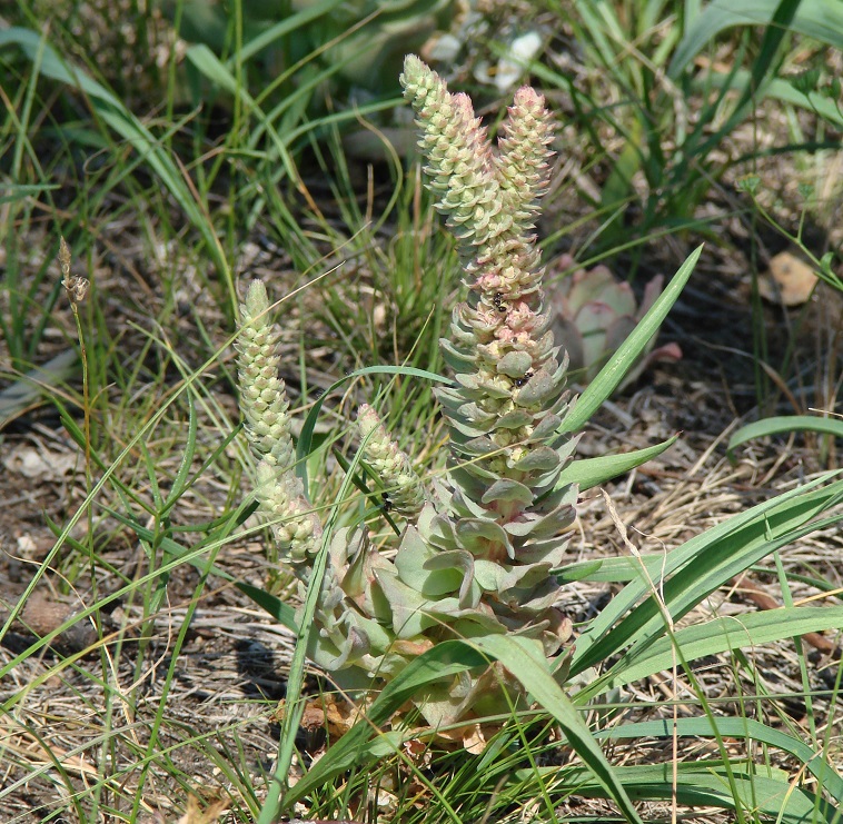 Изображение особи Orostachys malacophylla.