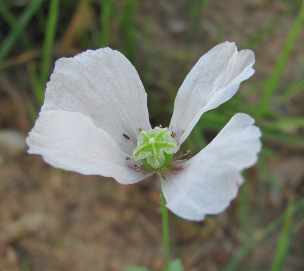 Image of Papaver somniferum specimen.