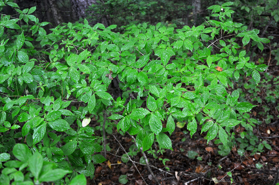 Изображение особи род Euonymus.