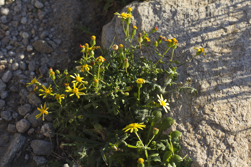 Image of Senecio leucanthemifolius specimen.